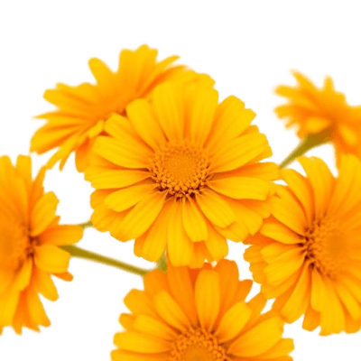 Calêndula